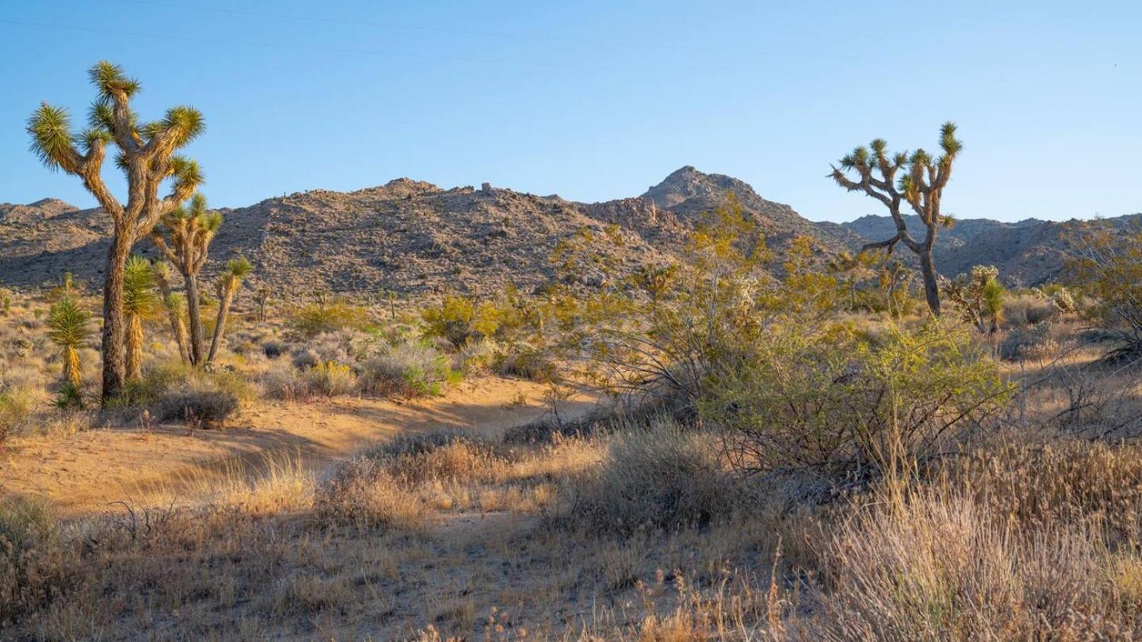 Experience Desert Serenity Gateway To Joshua Tree Exteriér fotografie